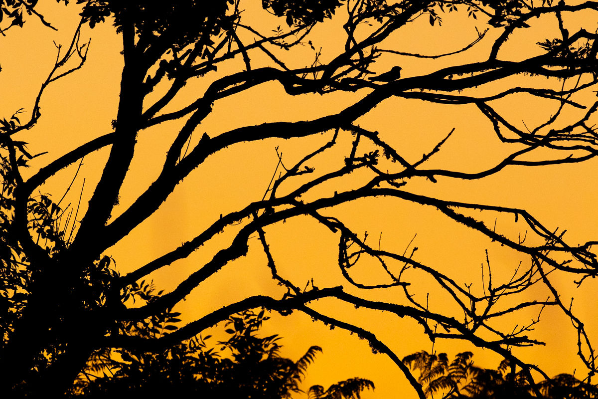 Engoulevant d'Europe